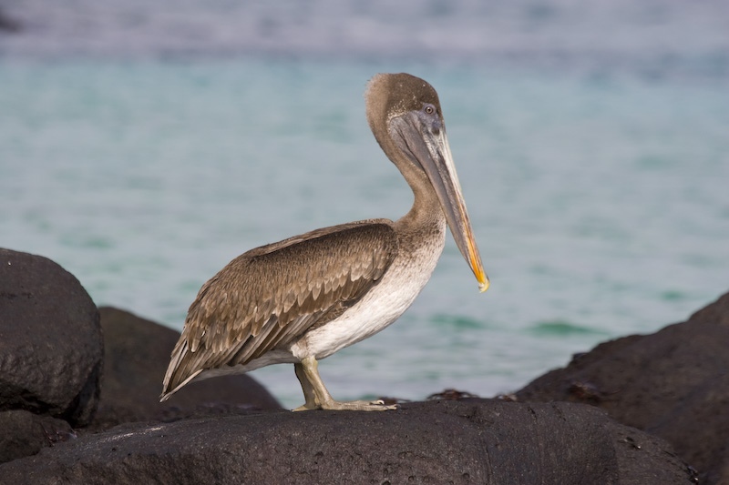 Brown Pelican